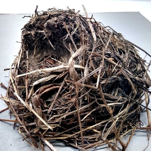 Authentic Natural Bird Nest 2011 Joplin Missouri Tornado Aftermath Unique Rustic - Picture 4 of 8